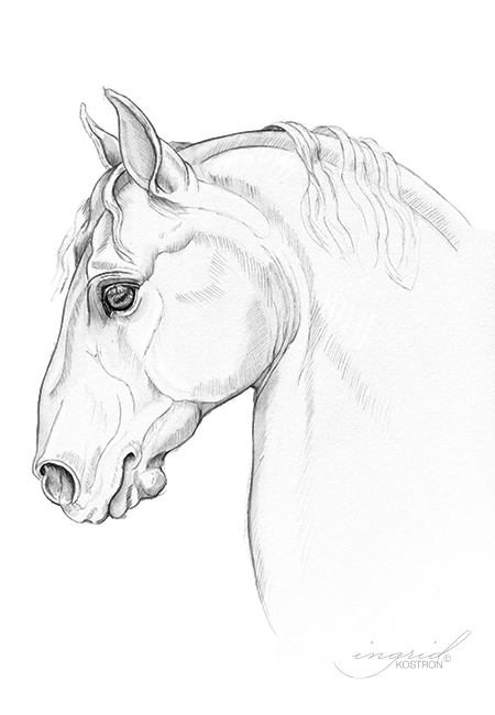 Baroque, pen and ink study of a Lippizaner stallions head