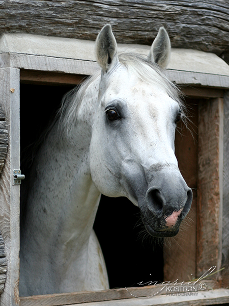 Chablis 1Z, currently standing at stud at Ashland Farm, Beckwith, Ontario