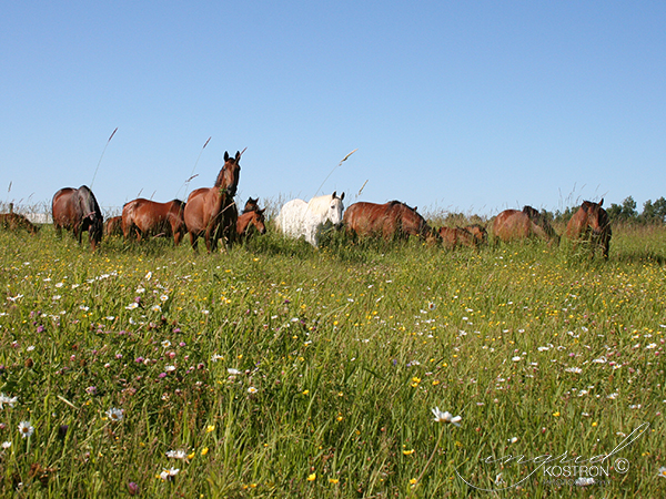 The mare herd at Ashland Farm, Beckwith, Ontario, Canada